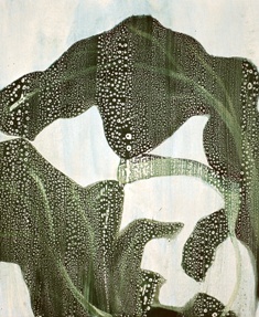 Aquariumpflanzen